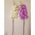 G1424 Orchidėjos šaka. 1 m