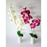 Orchidėja 2-jų šakų,  G2058