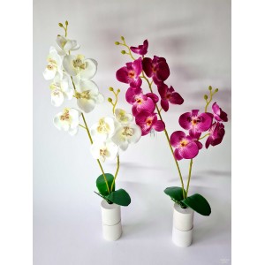 Orchidėja 2-jų šakų,  G2058