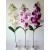 G1422 Orchidėjos šaka. 1 m