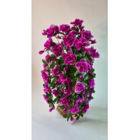 Azalija svyranti, violetinė sp., G7338156