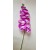 G1422 Orchidėjos šaka. 1 m