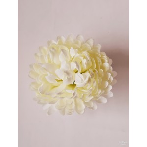 Chrizantema karališka 15 sl. 10 cm,  G2229