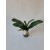 Orchidėjų lapai G205608