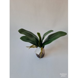 Orchidėjų lapai G205608