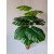 Krūmas monsteros be vazono, 65 cm  G25081