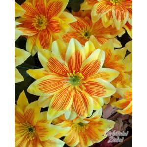 G1593 Jurgino žiedas dryžuotas, skersmuo 13 cm
